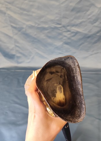 Deniz kabuklu koyu boynuz figürü - Görsel 10