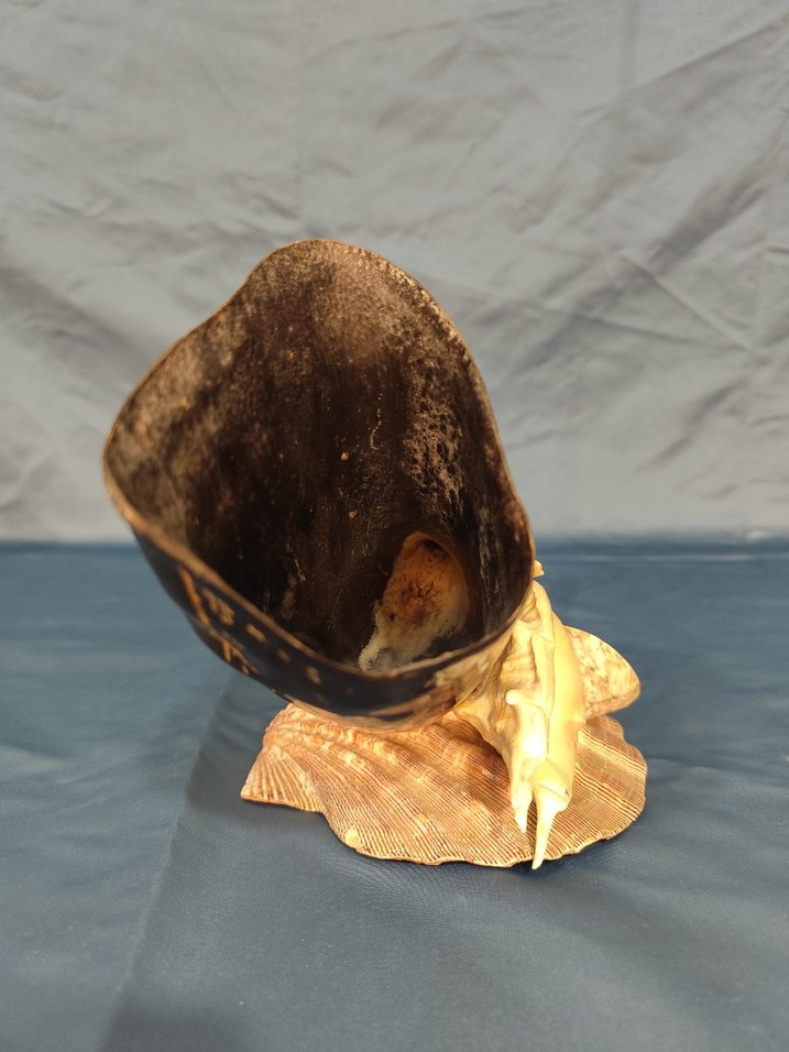 Deniz kabuklu koyu boynuz figürü - Görsel 2