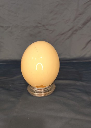 Gerçek devekuşu yumurtası - Görsel 2