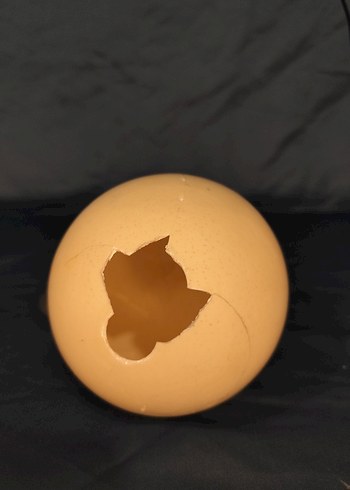 Gerçek devekuşu yumurtası - Görsel 3