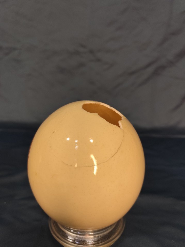 Gerçek devekuşu yumurtası - Görsel 4