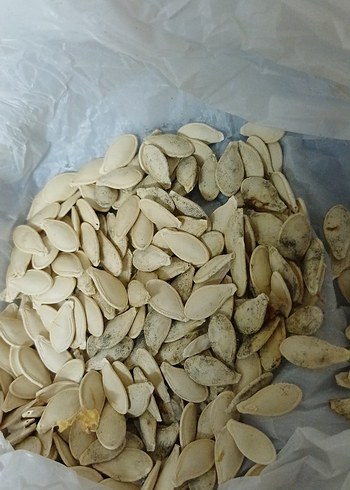Doğal Kabak Çekirdeği - Görsel 4