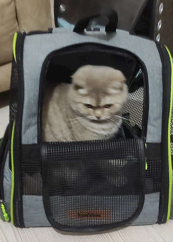 Gri Taşınabilir Kedi Taşıma Çantası