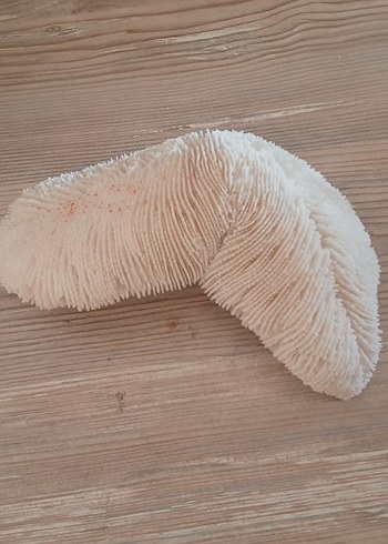 mercan iskeleti - Görsel 2