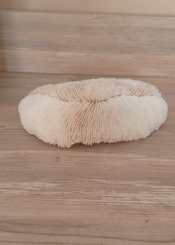 mercan iskeleti - Görsel 7