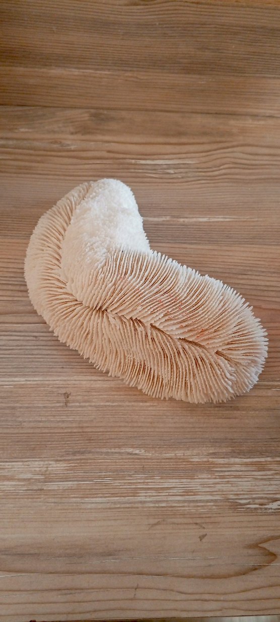 mercan iskeleti - Görsel 4