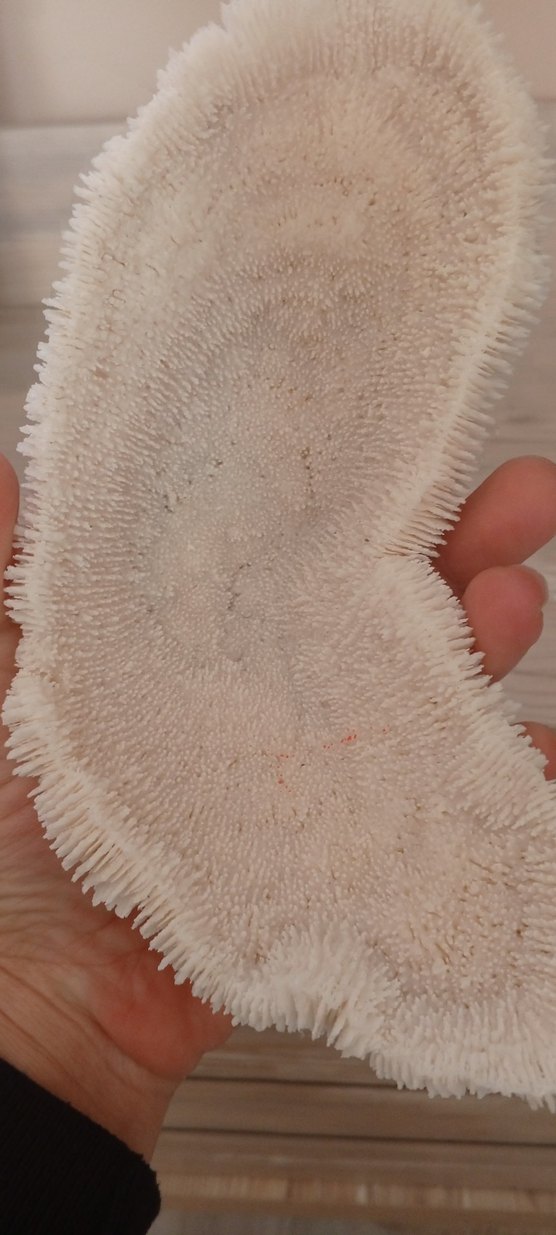 mercan iskeleti - Görsel 3