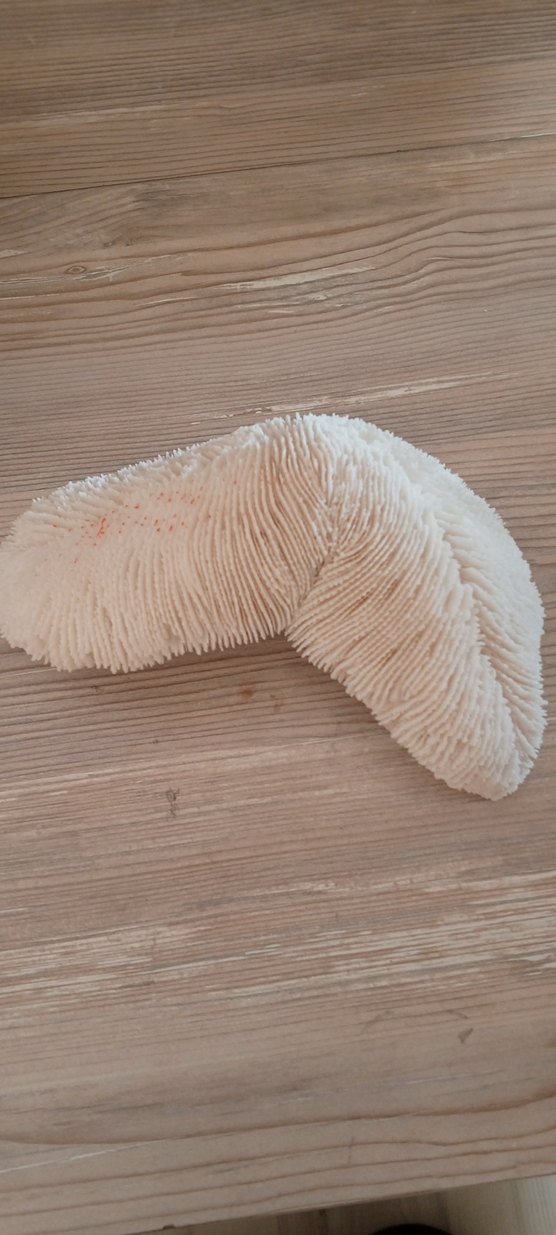 mercan iskeleti - Görsel 2