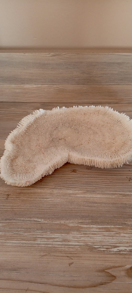 mercan iskeleti - Görsel 5