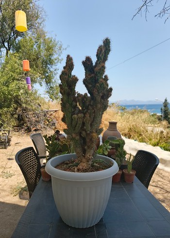 Diğer Kaktüs