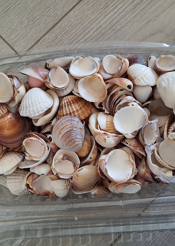 Antalyadan toplanmış dwniz kabuğu - Görsel 4