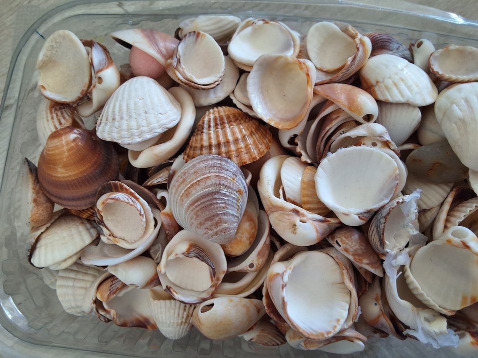 Antalyadan toplanmış dwniz kabuğu - Görsel 2