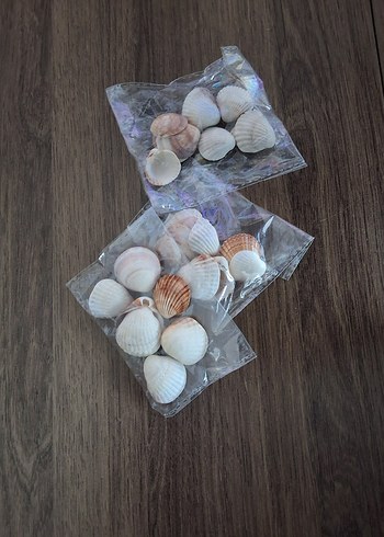 Antalyadan toplanmış deniz kabuğu - Görsel 2