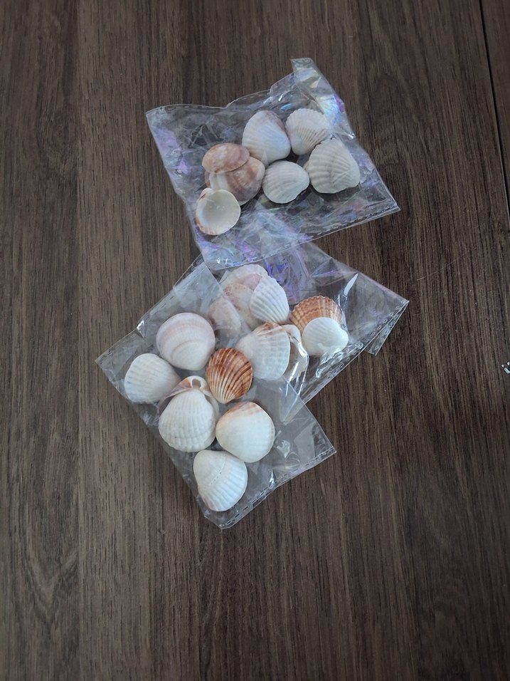 Antalyadan toplanmış deniz kabuğu - Görsel 2