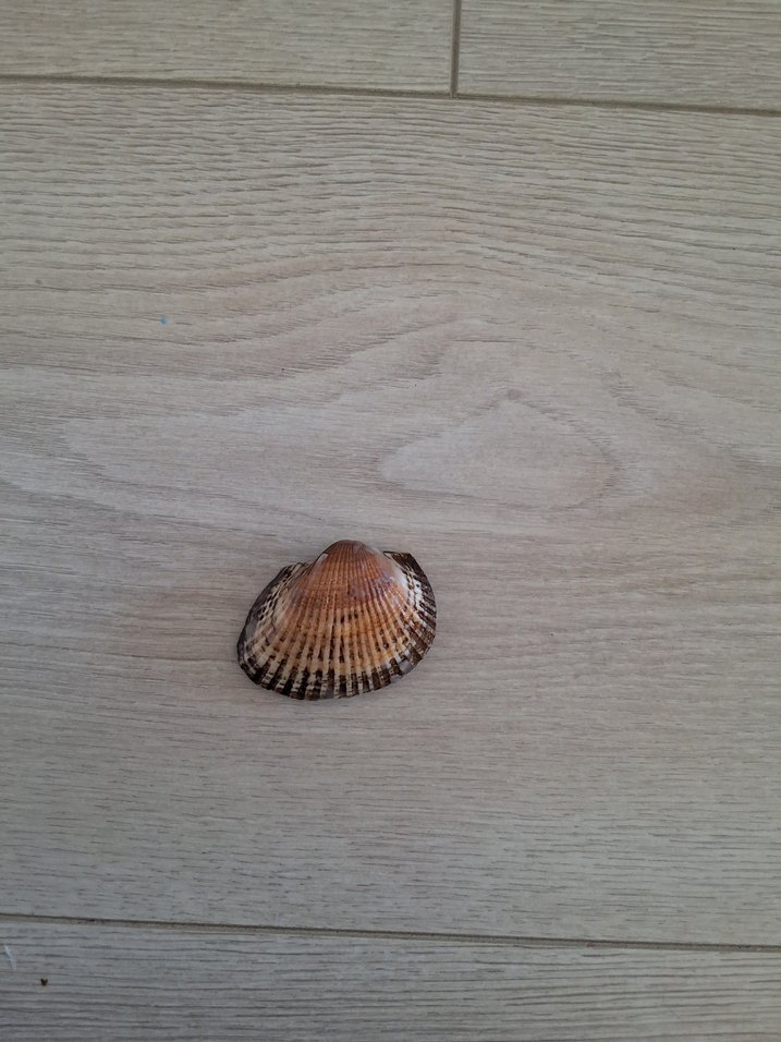 Deniz kabuklu mum - Görsel 3