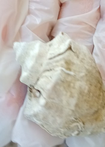 deniz kabuğu - Görsel 3