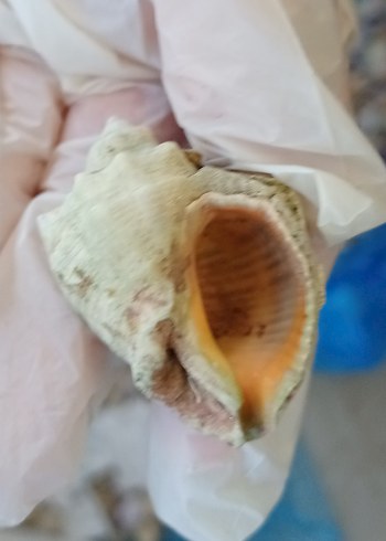 deniz kabuğu - Görsel 2