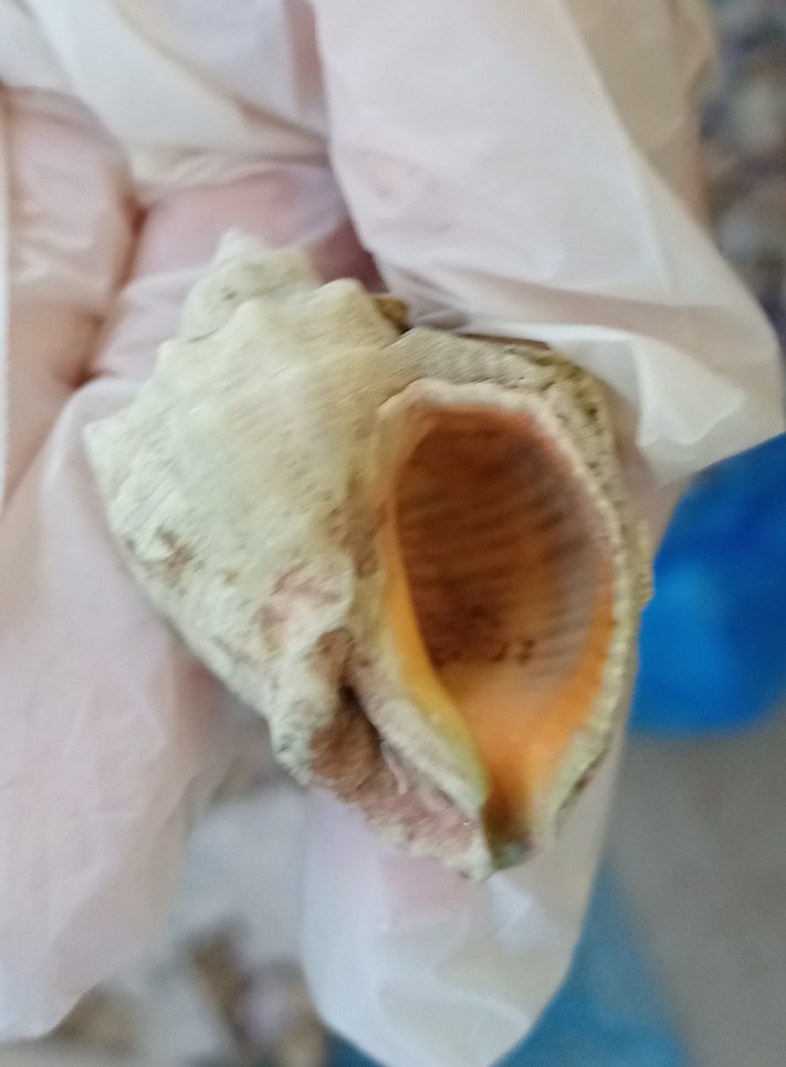 deniz kabuğu - Görsel 2