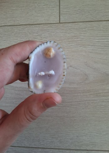 Deniz kabuklu mum - Görsel 2