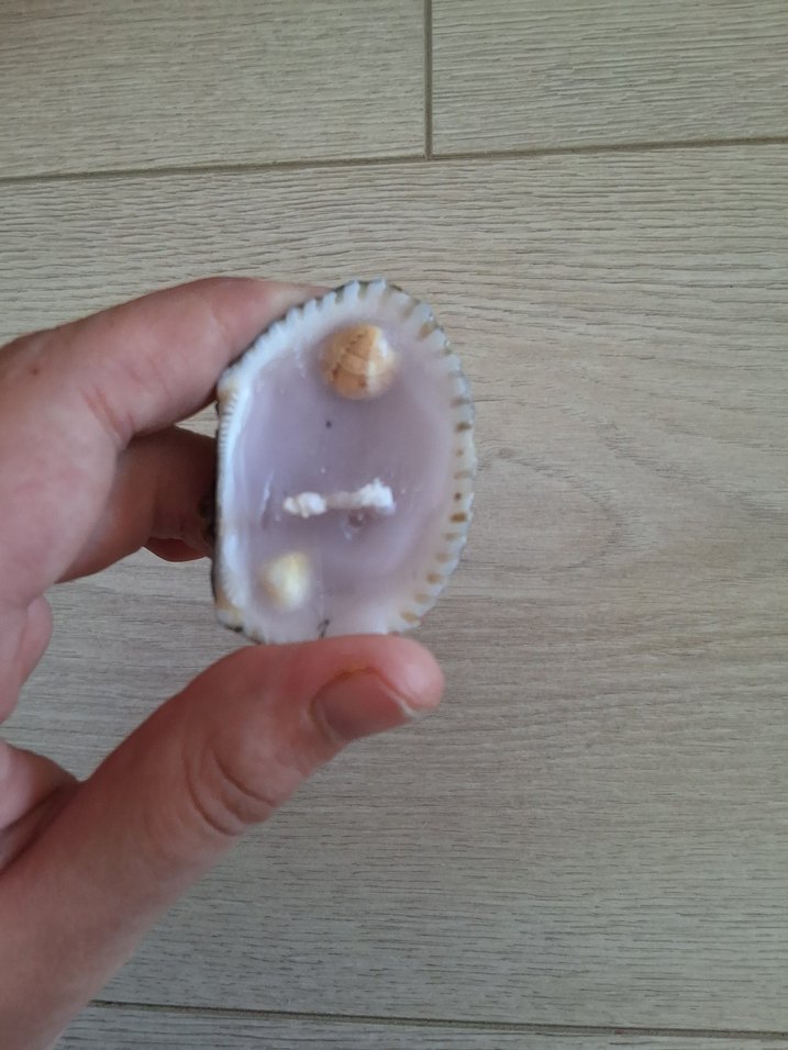 Deniz kabuklu mum - Görsel 2