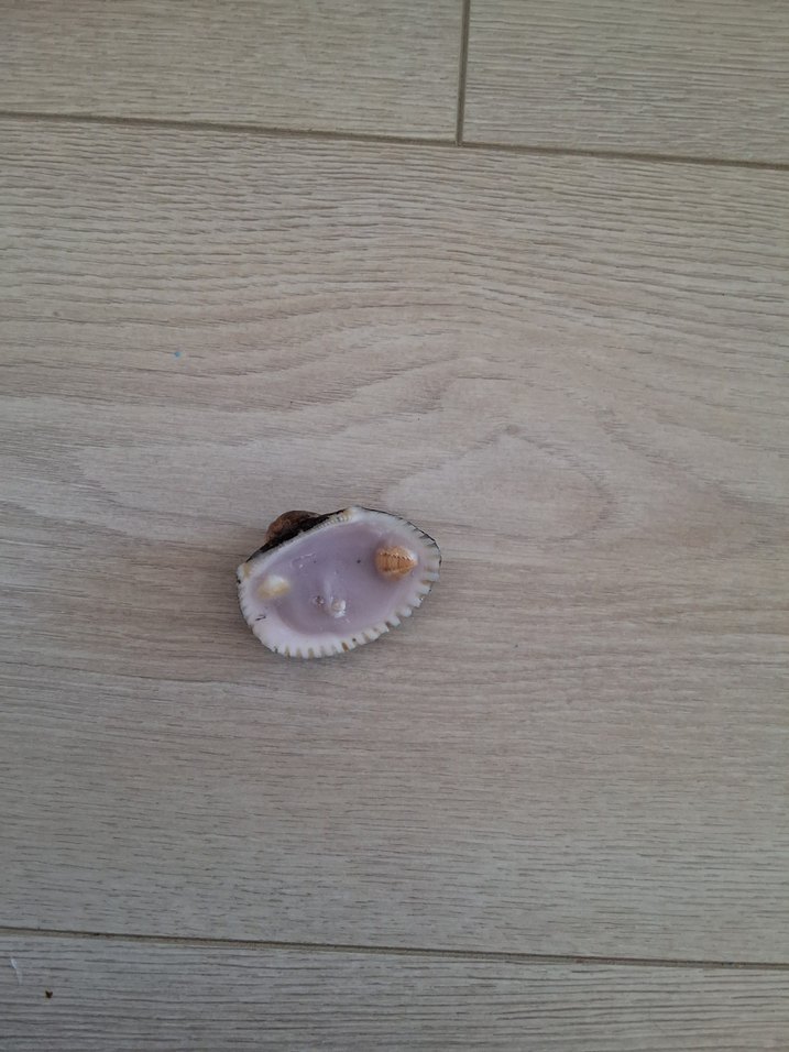 Deniz kabuklu mum - Görsel 4