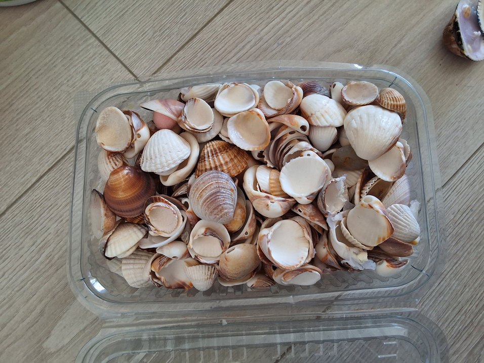 antalyadan toplanmıs deniz kabukları - Görsel 4