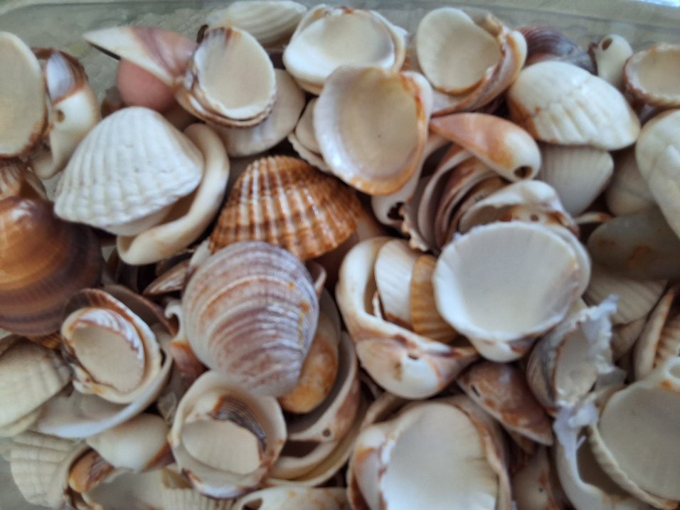 antalyadan toplanmıs deniz kabukları - Görsel 3