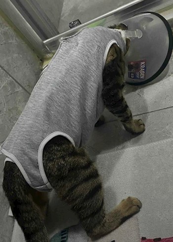 Kedi ve Köpek Ameliyat Tulumu / Kıyafeti - Görsel 3