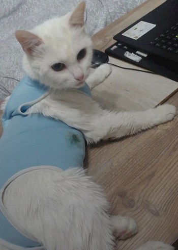 Kedi ve Köpek Ameliyat Tulumu / Kıyafeti - Görsel 2