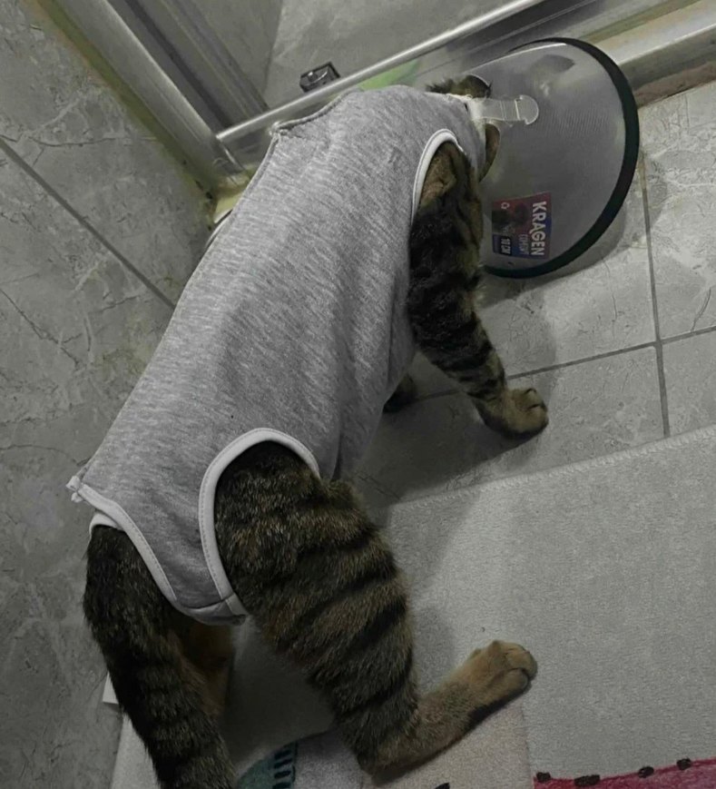 Kedi ve Köpek Ameliyat Tulumu / Kıyafeti - Görsel 3