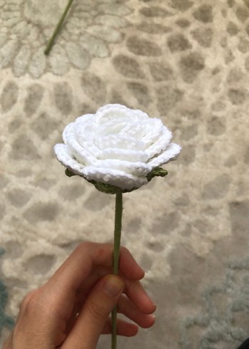  Solmayan gül