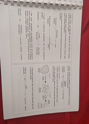 Ayt Biyoloji Öğretmen Notları