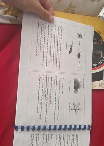 Beden TYT Biyoloji Öğretmen Notları