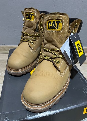 Cat 41