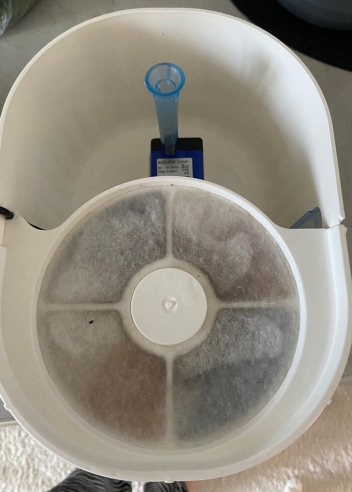 Kedi Su pınarı - Görsel 2