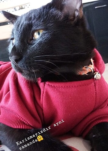 Diğer Kedi sweatshirt 