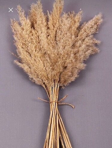 Pampas