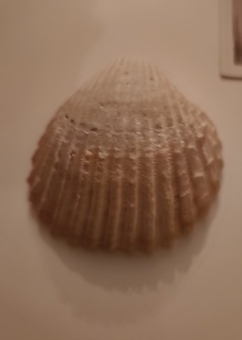 Deniz kabuğu - Görsel 3