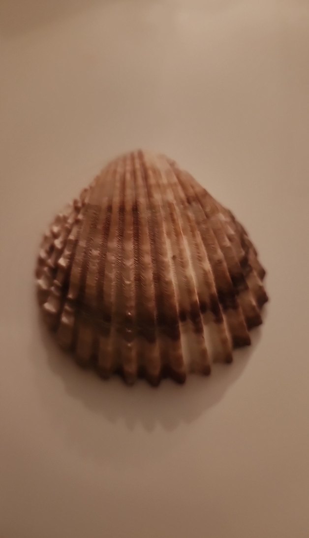 Deniz kabuğu - Görsel 2