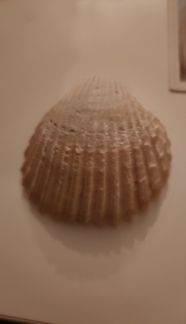 Deniz kabuğu - Görsel 3