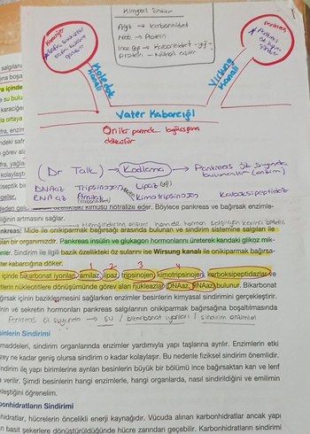 Beden Renk AYT Biyoloji Soru Bankası Video Çözümlü