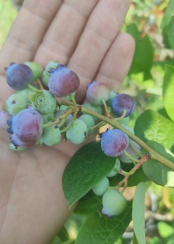 Yaban Mersini fidanı - Görsel 2