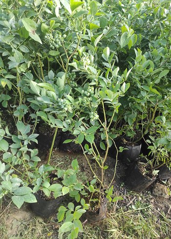 Yaban Mersini fidanı - Görsel 4