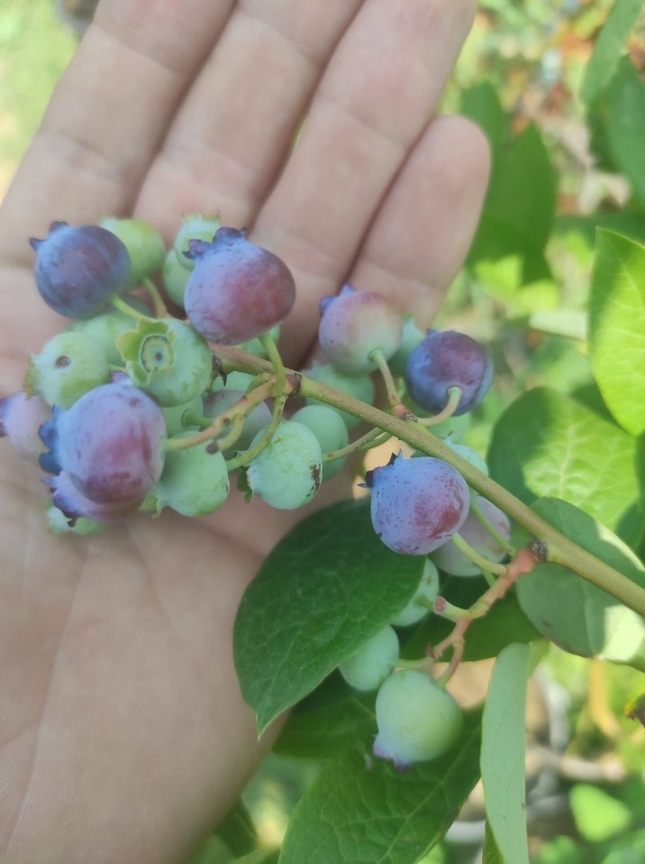 Yaban Mersini fidanı - Görsel 2