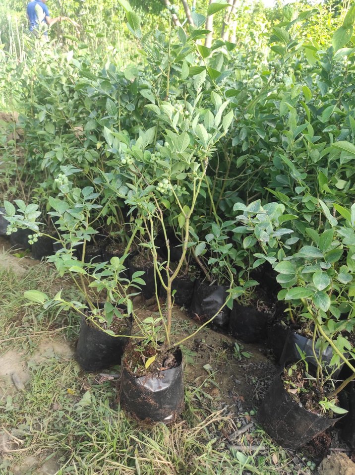 Yaban Mersini fidanı - Görsel 3