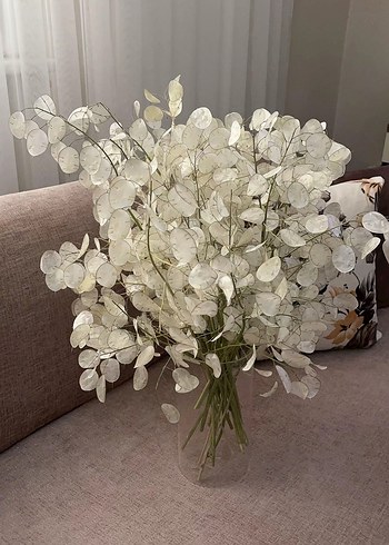 Beden Sedef çiçeği/Lunaria/Sadakat çiçeği (7 dal)