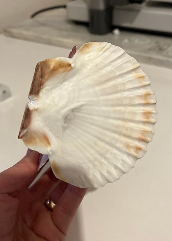 Bej Deniz Kabuğu peçetelik - Görsel 4