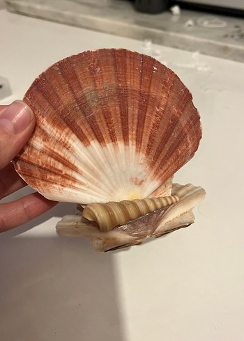 Bej Deniz Kabuğu peçetelik - Görsel 3