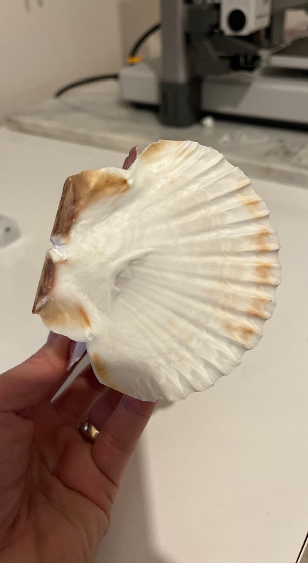 Bej Deniz Kabuğu peçetelik - Görsel 4