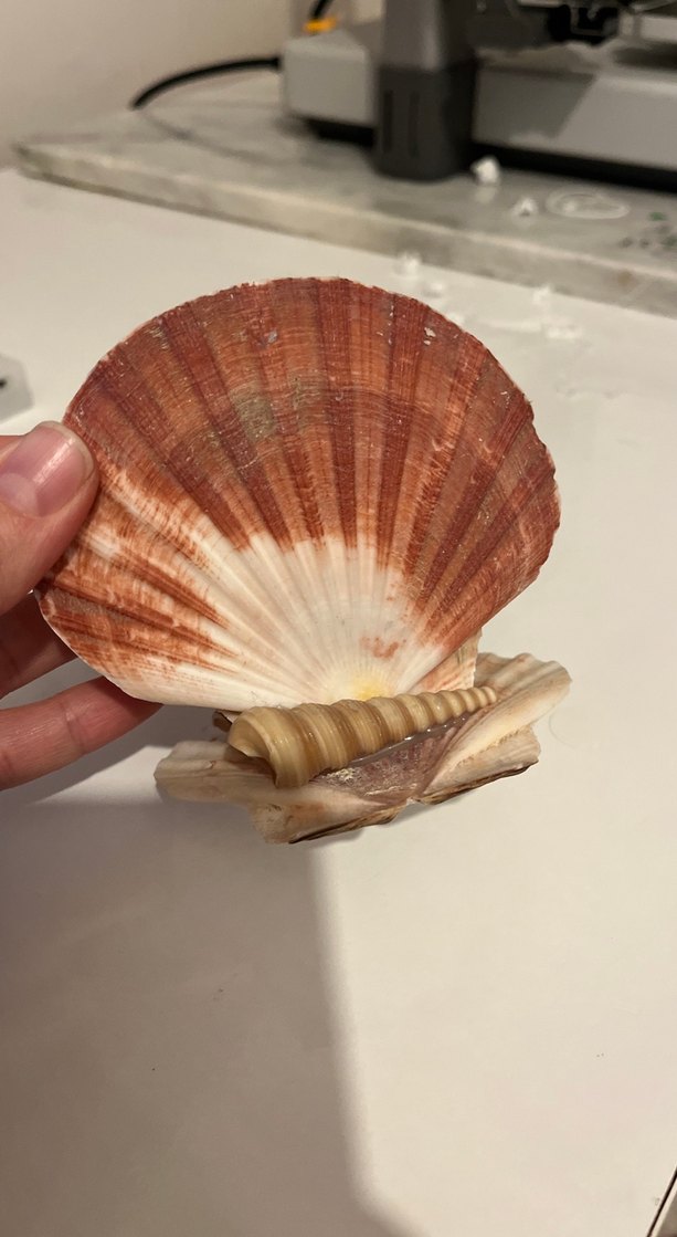 Bej Deniz Kabuğu peçetelik - Görsel 3